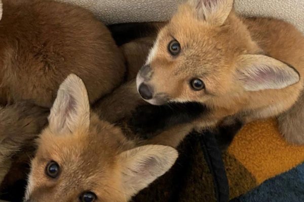 fox-cubs