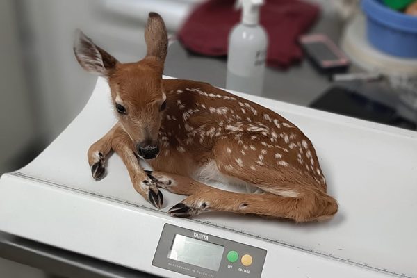 Fawn-baby-2020