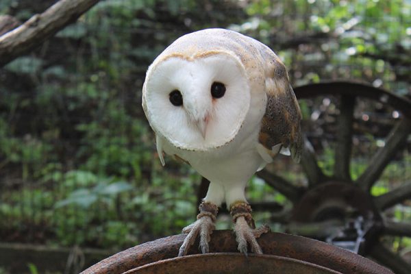 WWWP__0009_gilly-barn-owl-2017-2