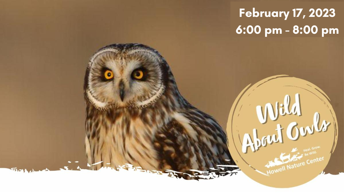 feb 17 wild about Owls