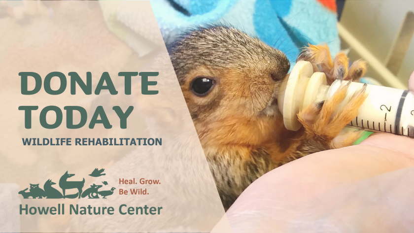 Wildlife-Rehabilitation-Donation