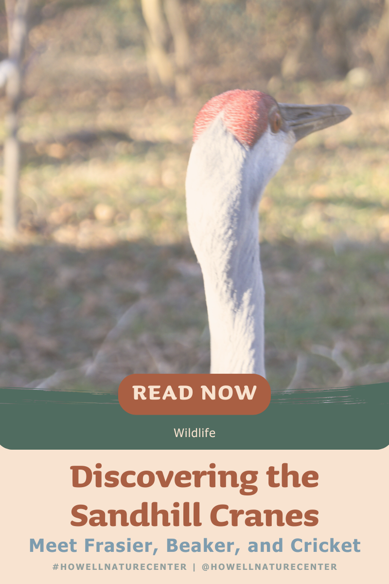 Discovering the Sandhill Cranes | Meet Frasier, Beaker, and Cricket