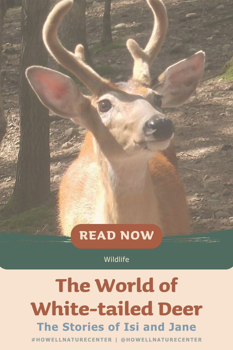 The World of White tailed Deer