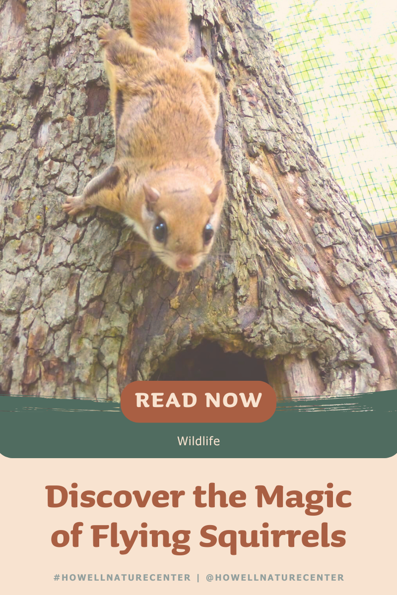 Exploring the Skies | Discover the Magic of Flying Squirrels