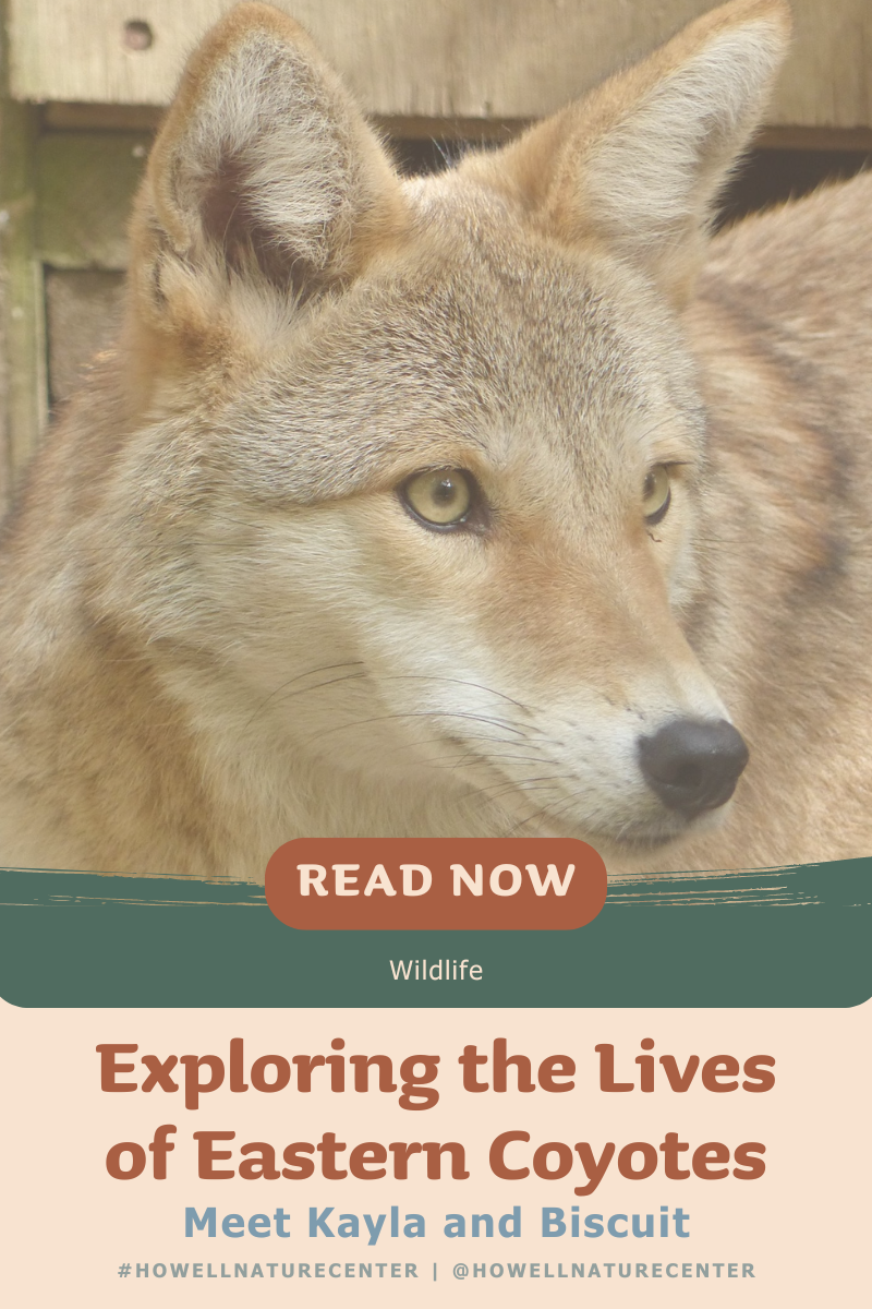 Exploring the Lives of Eastern Coyotes | Meet Kala and Biscuit