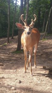 isi white tailed deer 2017 2